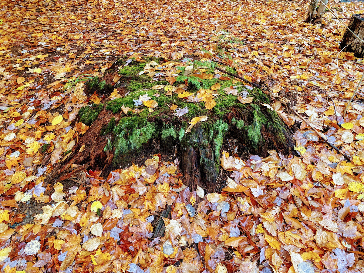 Autumnal Rings