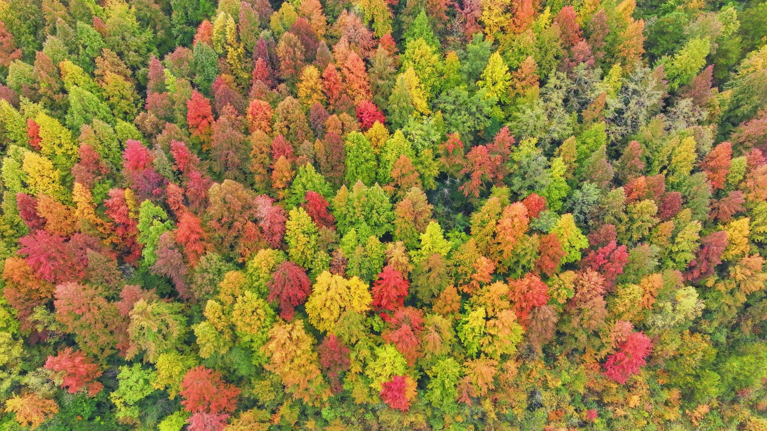 My Favorite Maples