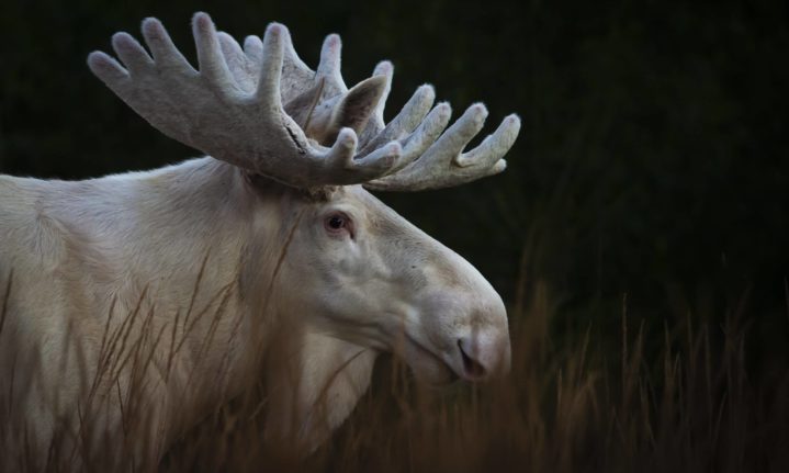 ANTLER WEDDING RINGS - Naturally Shed - Minter and Richter Designs