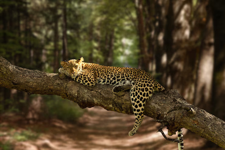 Big Cats & Our Rings!