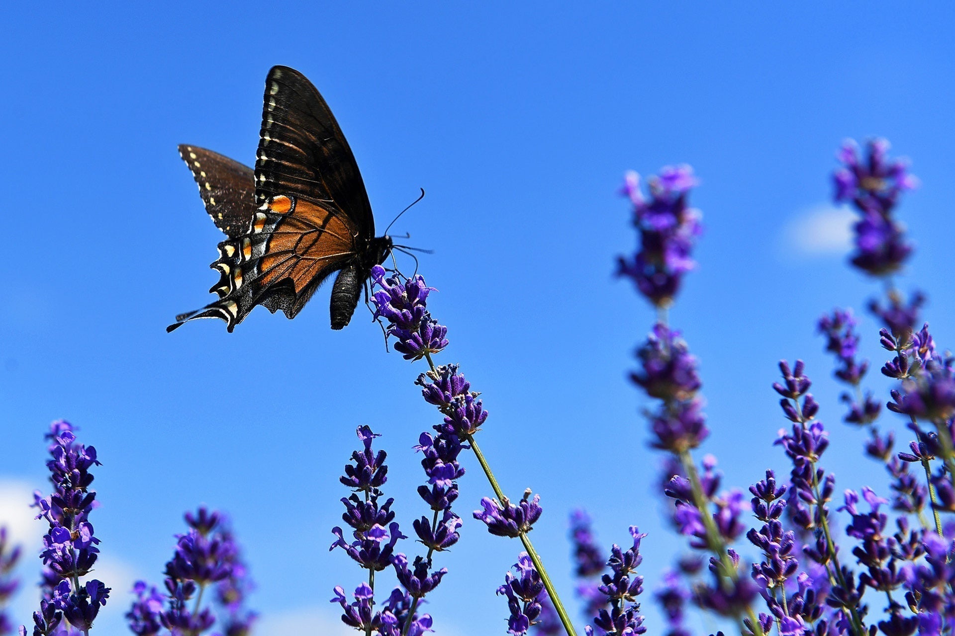 Butterflies and Our Rings, Again! - Minter and Richter Designs