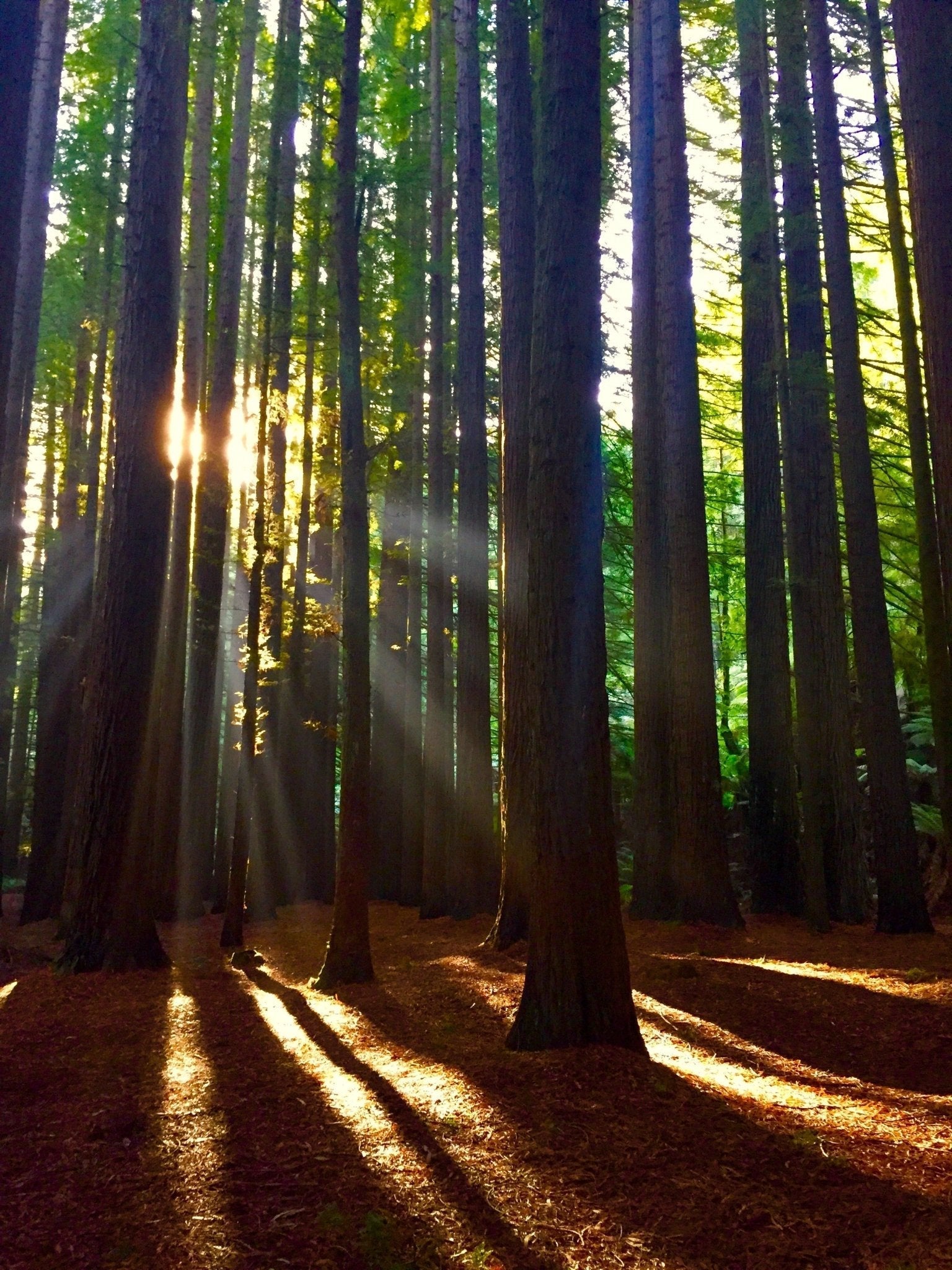 CALIFORNIA REDWOOD Wedding Rings - Minter and Richter Designs