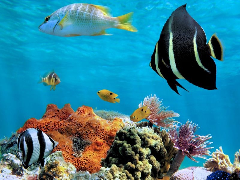 Carribbean Fish & Our Rings! - Minter and Richter Designs