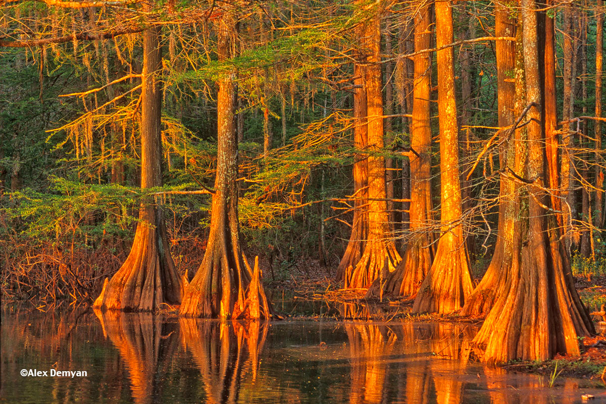 CYPRESS