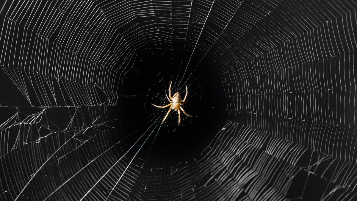 Spiders & Our Rings!