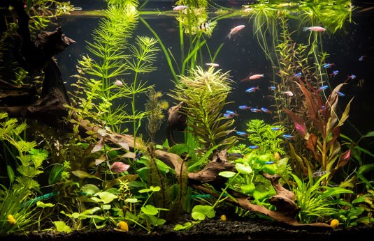 Freshwater Fish & Our Rings! - Minter and Richter Designs