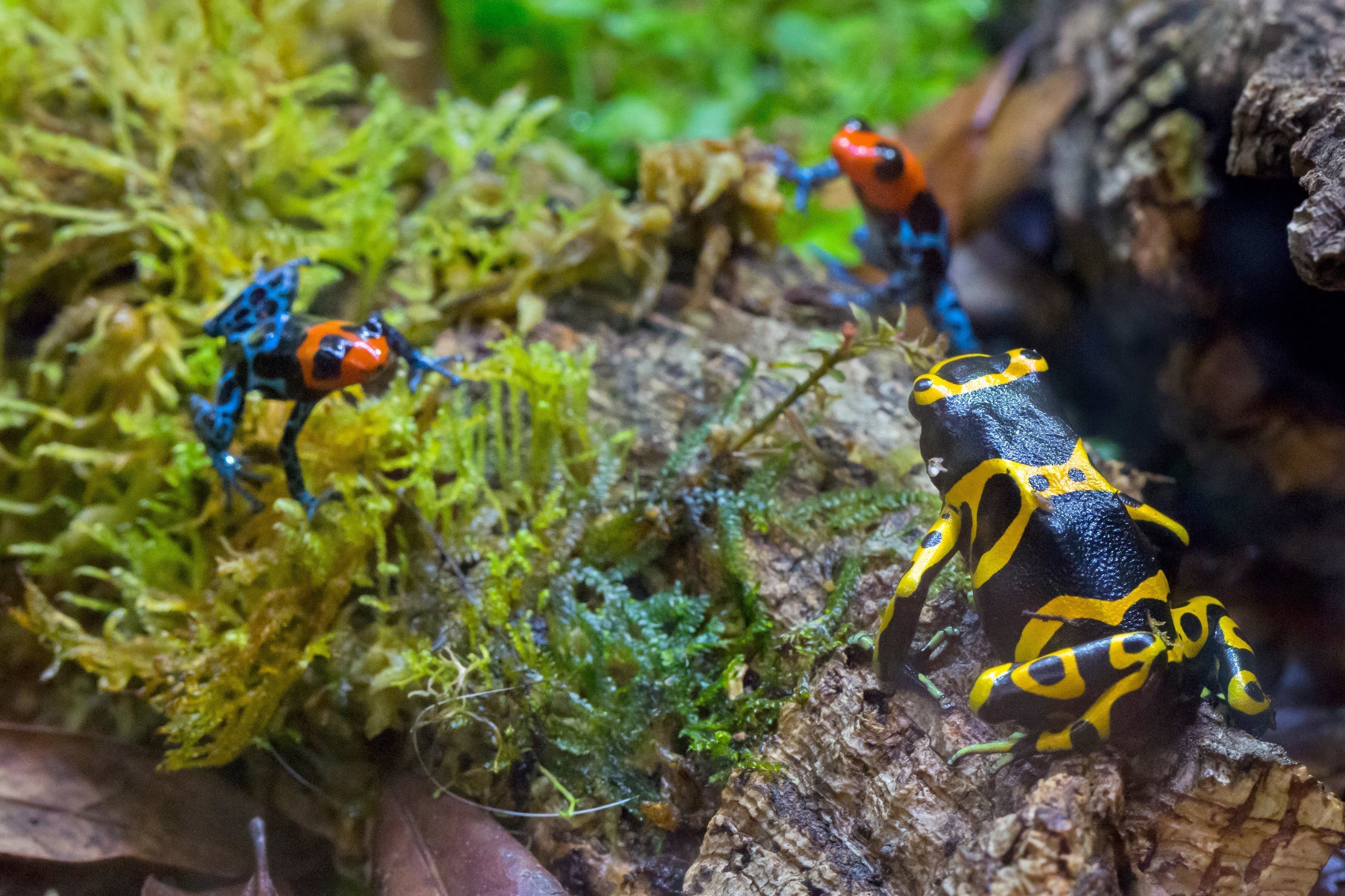 Our Rings & Poison Dart Frogs