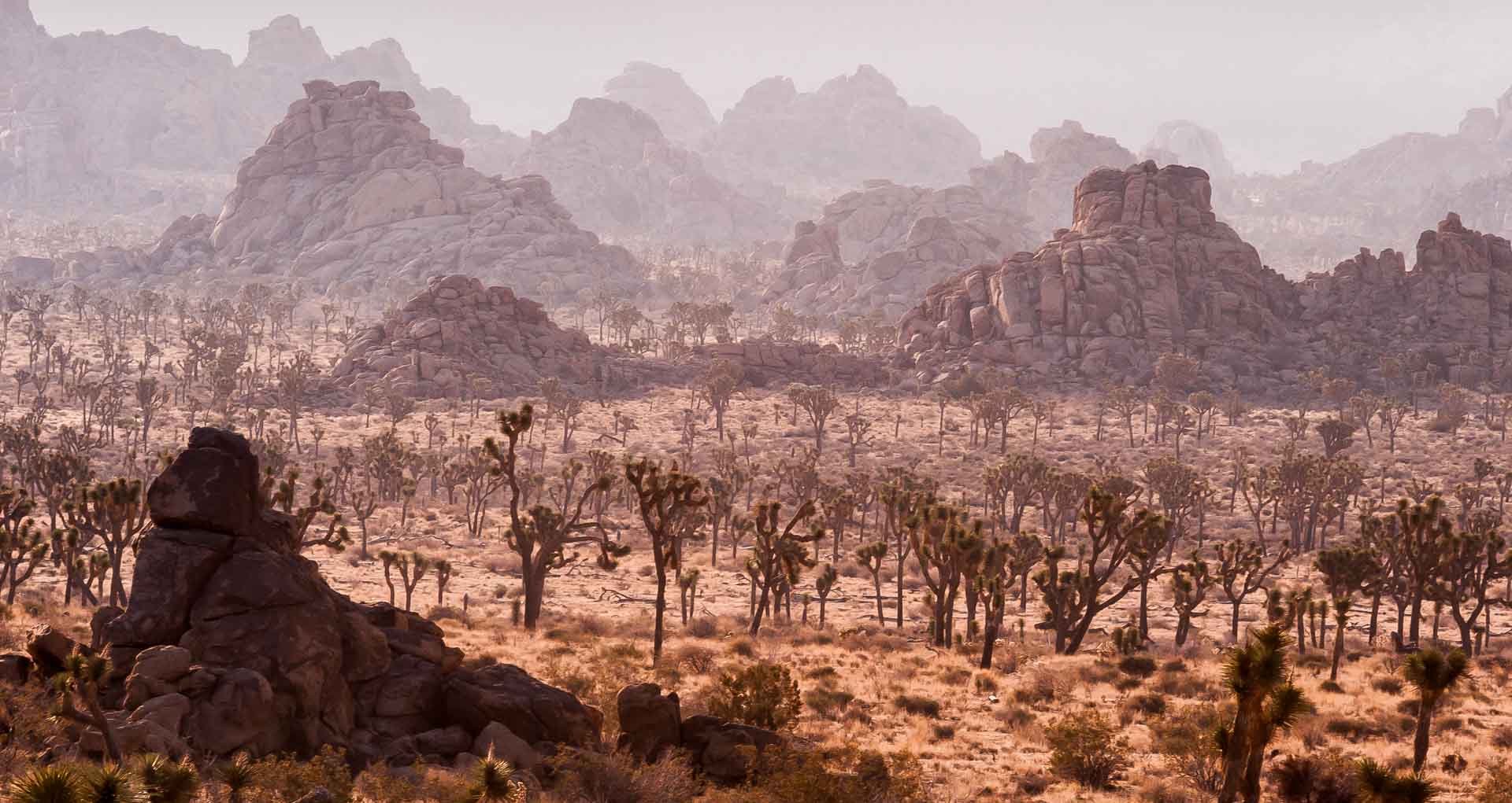 Joshua Tree National Park - Minter and Richter Designs