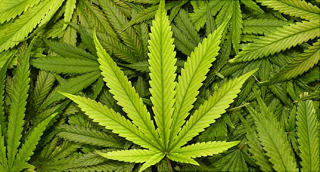 MARIJUANA Wedding Rings - Minter and Richter Designs
