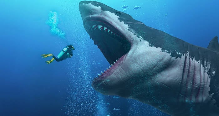 MEGALODON SHARK TEETH Wedding Rings - Minter and Richter Designs