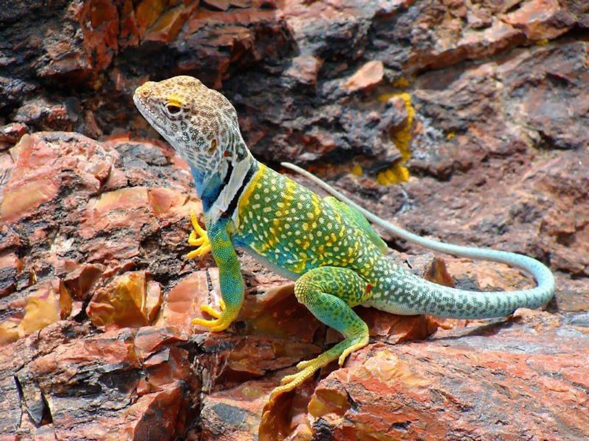 North American Lizards & Our Rings - Minter and Richter Designs