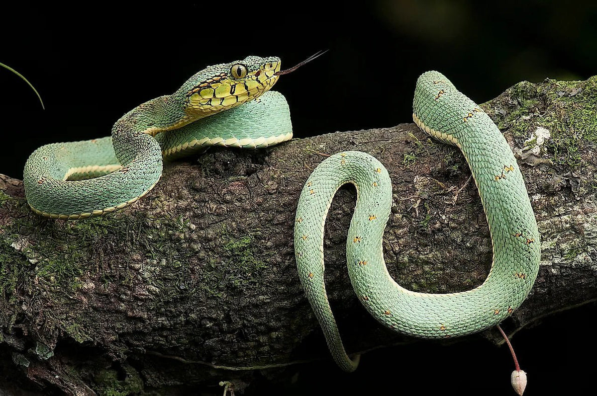 Our Rings & Snakes of the Amazon! - Minter and Richter Designs