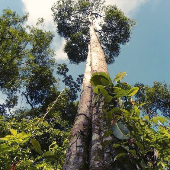 PURPLE HEART WOOD Wedding Rings - Minter and Richter Designs