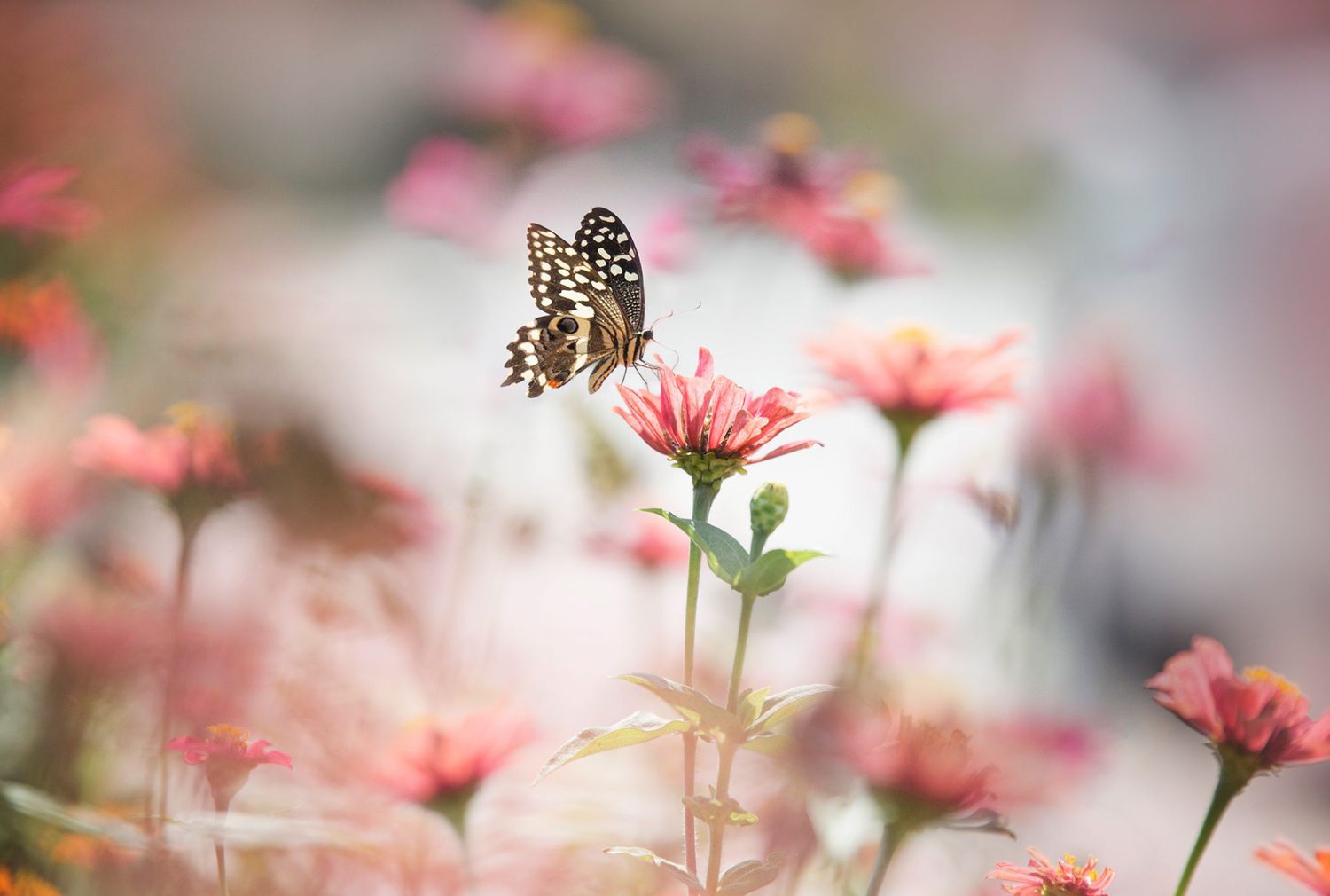 Rings & Butterflies of America - Minter and Richter Designs