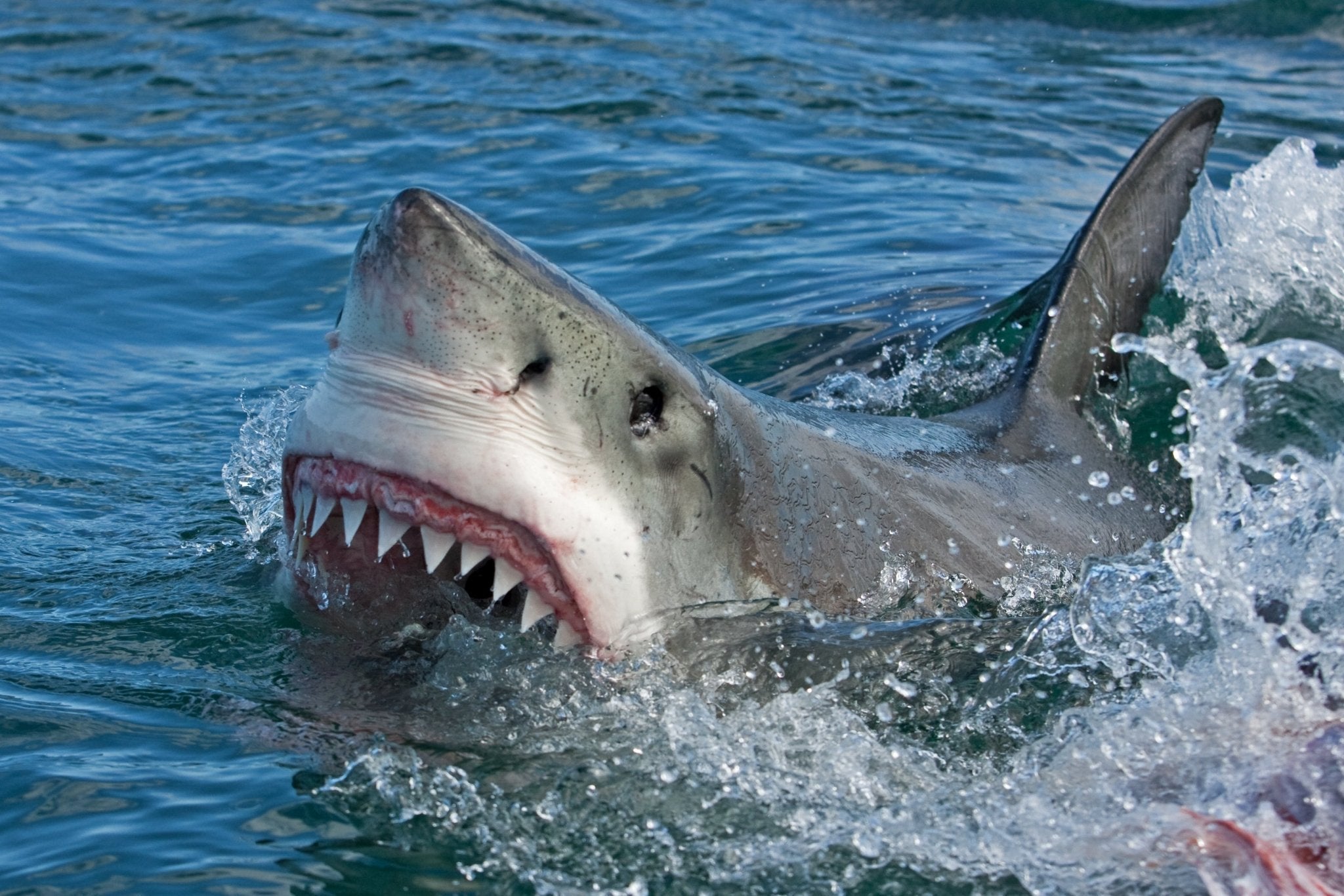 SHARK TEETH Wedding Rings - Minter and Richter Designs