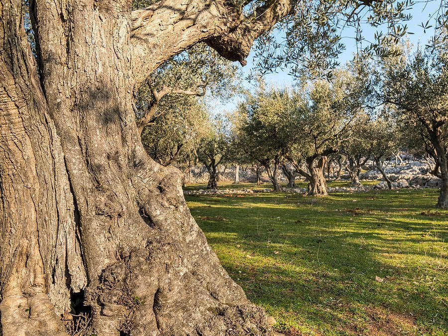 The Ancient Sophistication of Olive Wood - Minter and Richter Designs