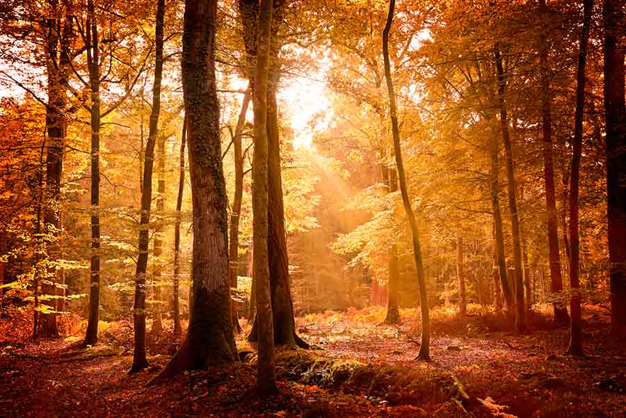 Wood Wedding Rings: A Connection to Nature on Your Finger - Minter and Richter Designs