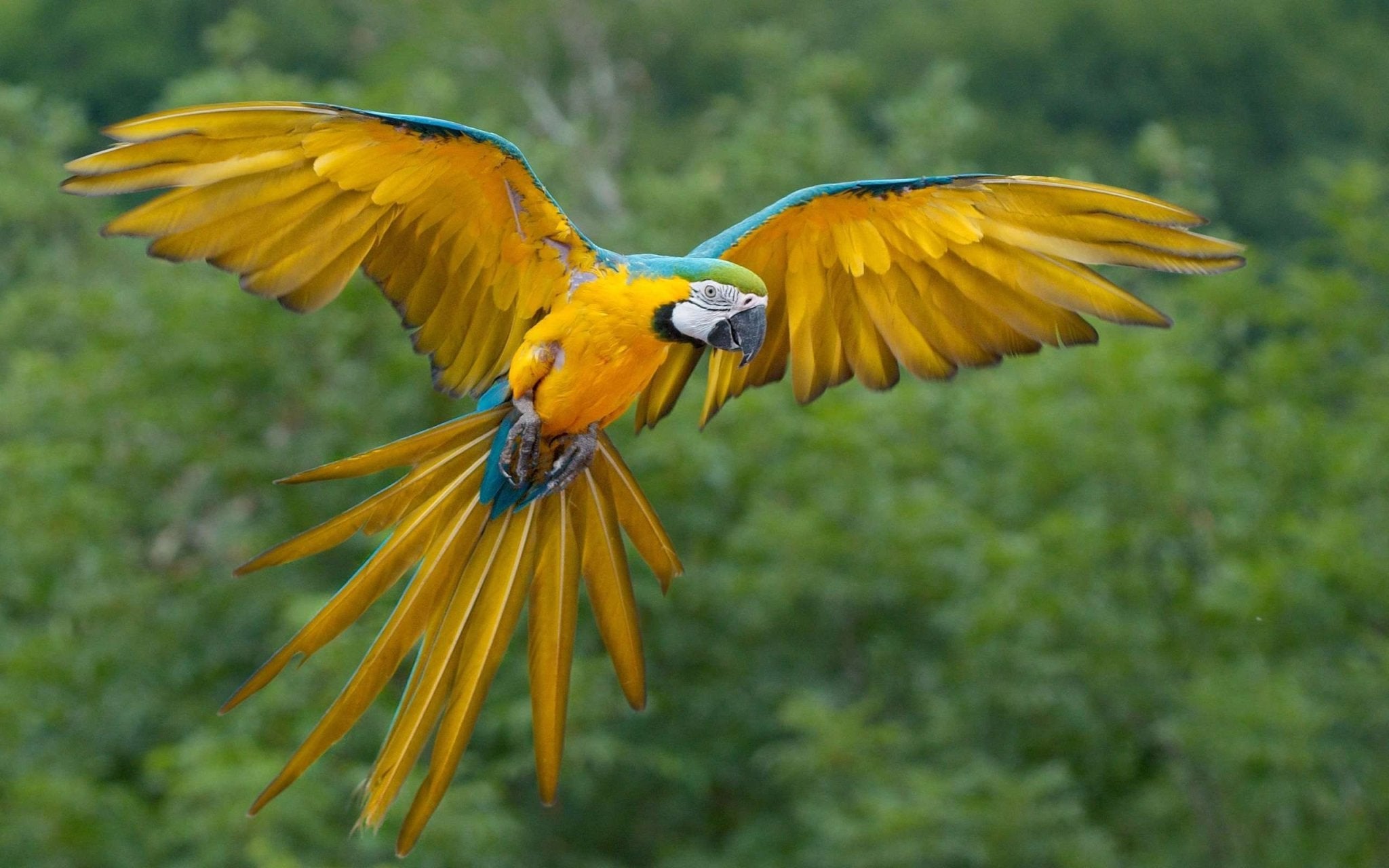 MARRIAGE OF THE MACAW | Men's Macaw Feathers, Marijuana, Jasper Stone Titanium Wedding Ring - Minter and Richter Designs