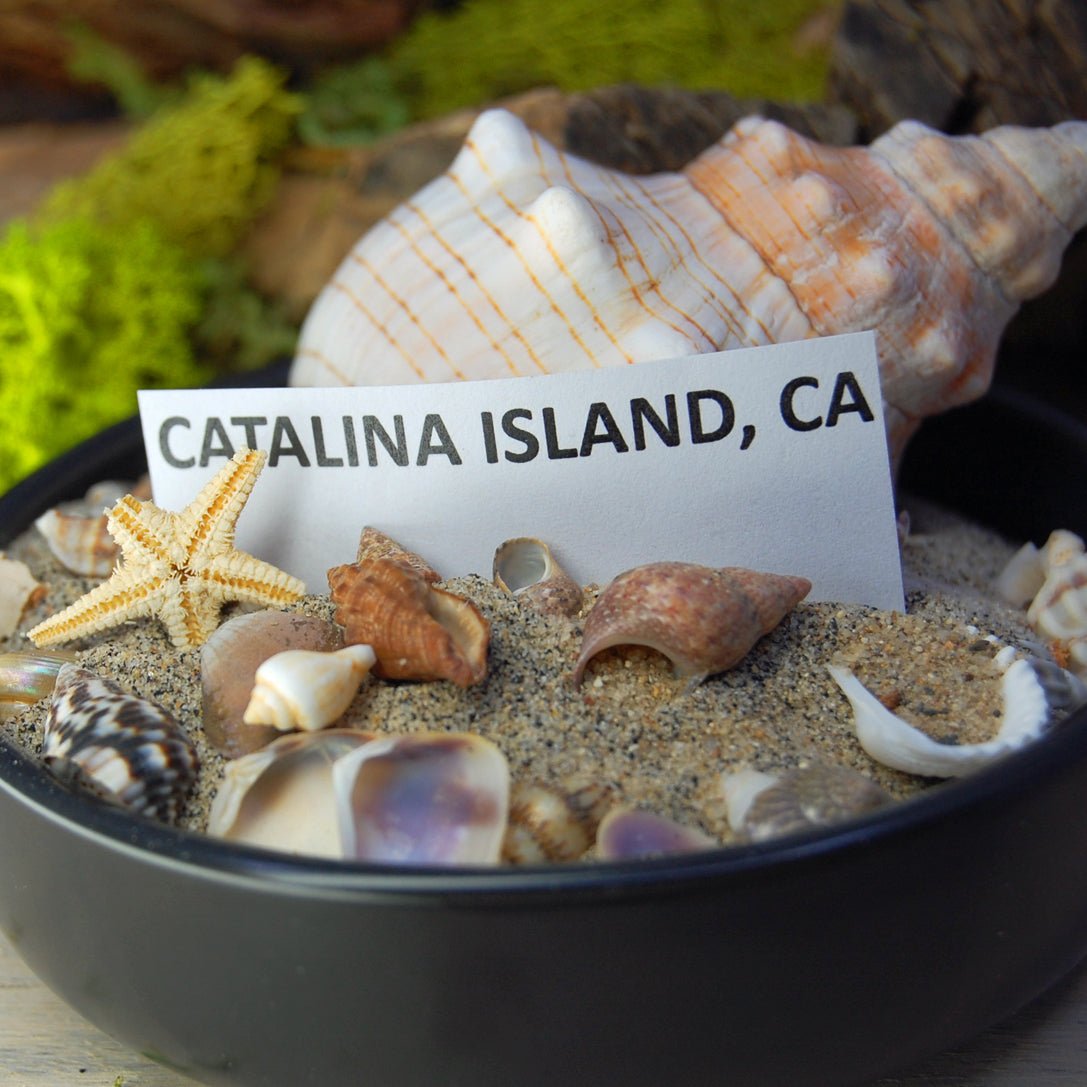 SUNSET CLIFFS | Sea Shells, Rocks, Beach Sand - Titanium Wedding Ring - Minter and Richter Designs