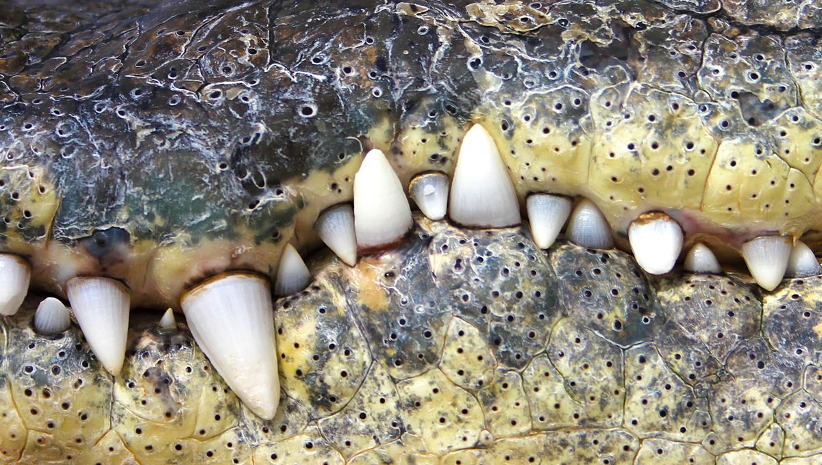 SWIMMING OFF FOLLY | Men's Whiskey Barrel, Folly Beach Sand, Alligator Teeth, Aquatic Blue & Titanium Wedding Ring - Minter and Richter Designs
