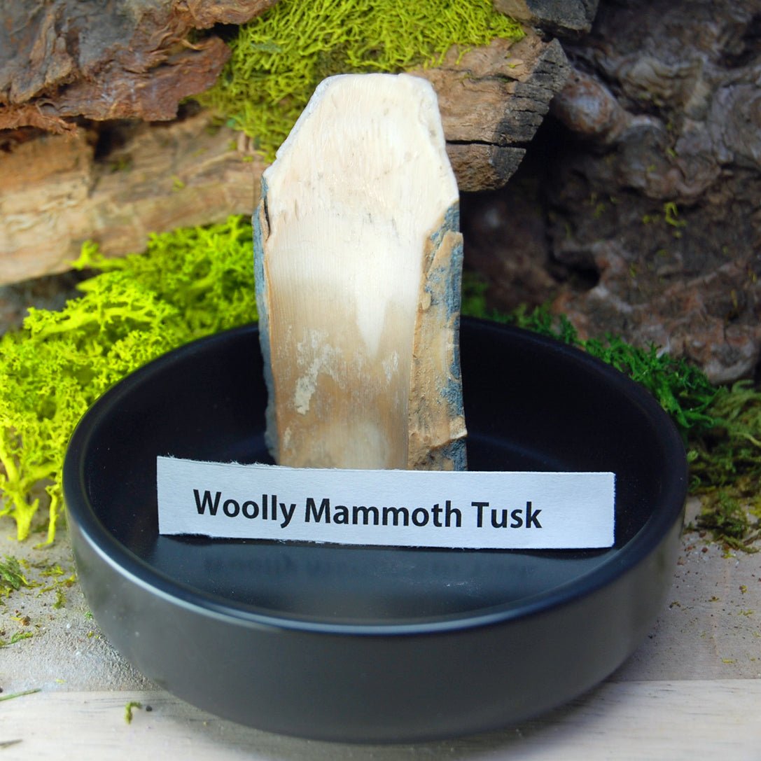 Woolly Mammoth Gold Quartz | Men's Woolly Mammoth Tusk, Turquoise and Gold Quartz - Titanium Wedding Ring - Minter and Richter Designs