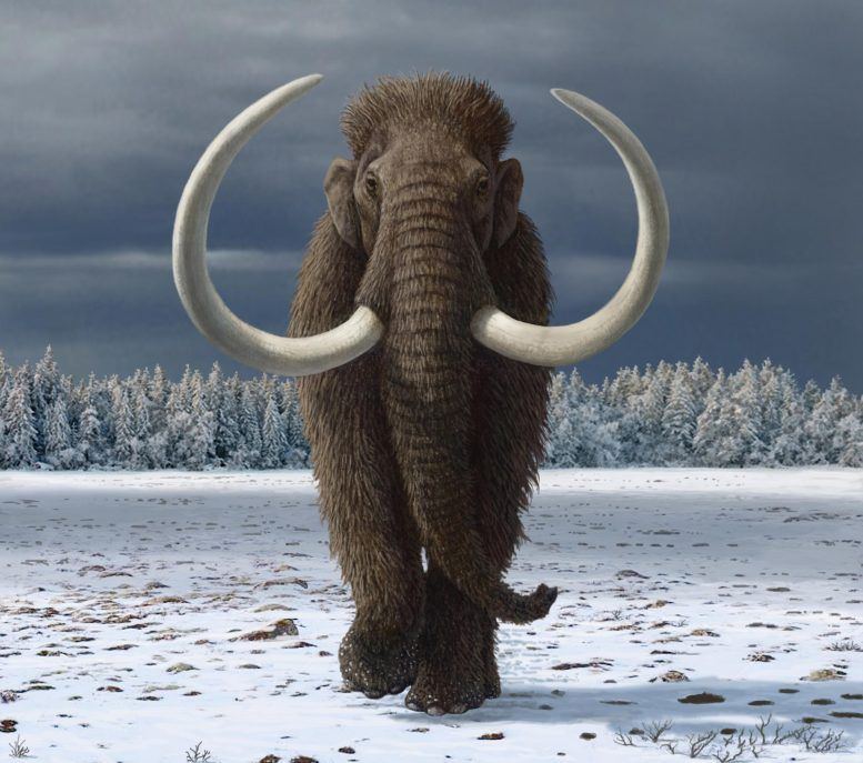 Woolly Mammoth Tundra | Men's Woolly Mammoth Tusk, Stone & Titanium Wedding Ring - Minter and Richter Designs