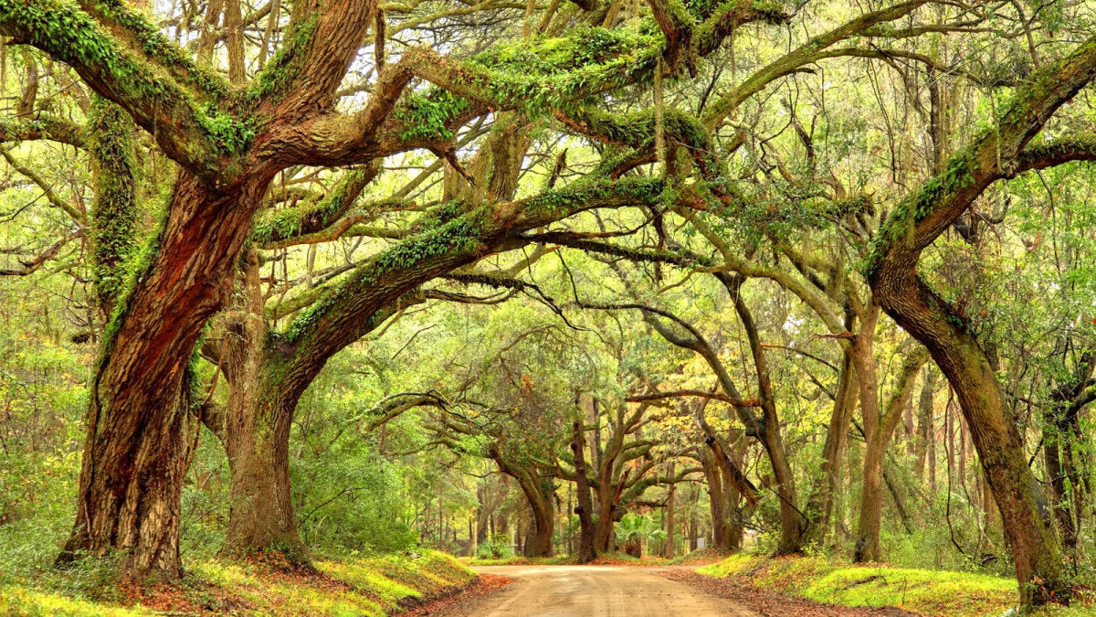 SOUTH CAROLINA - Carry This Beautiful State with You in Your Wedding Rings