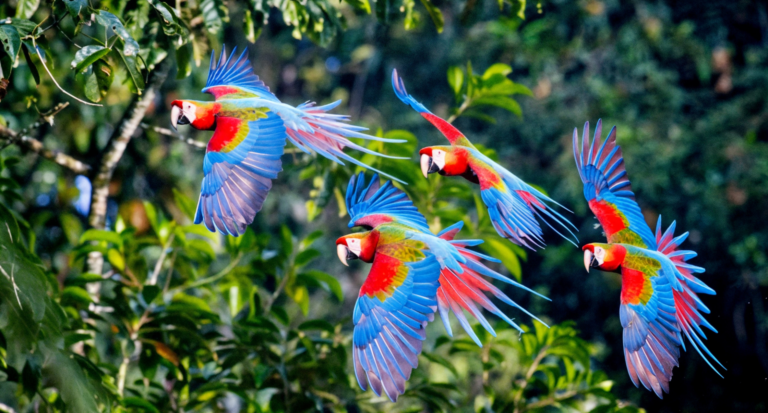 Our Rings & Tropical Birds of the Americas