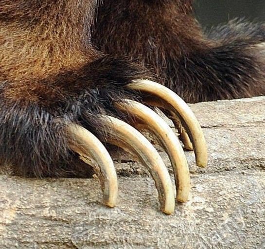 BEAR CLAW Wedding Rings - How Earthy Materials Like Claws, Sand, Dirt and Rocks Can Symbolize Your Unique Love Story - Minter and Richter Designs