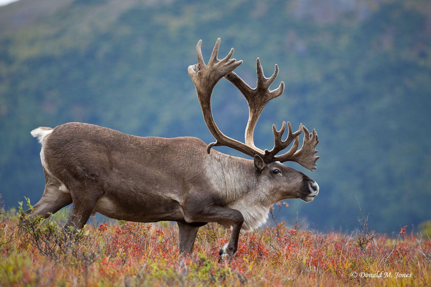 CARIBOU ANTLER! - Minter and Richter Designs