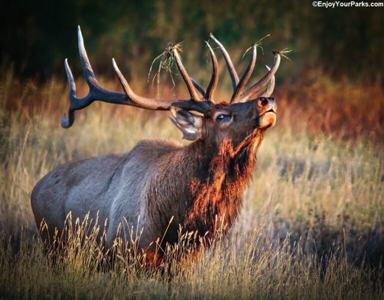 ELK ANTLER Wedding Rings - Minter and Richter Designs