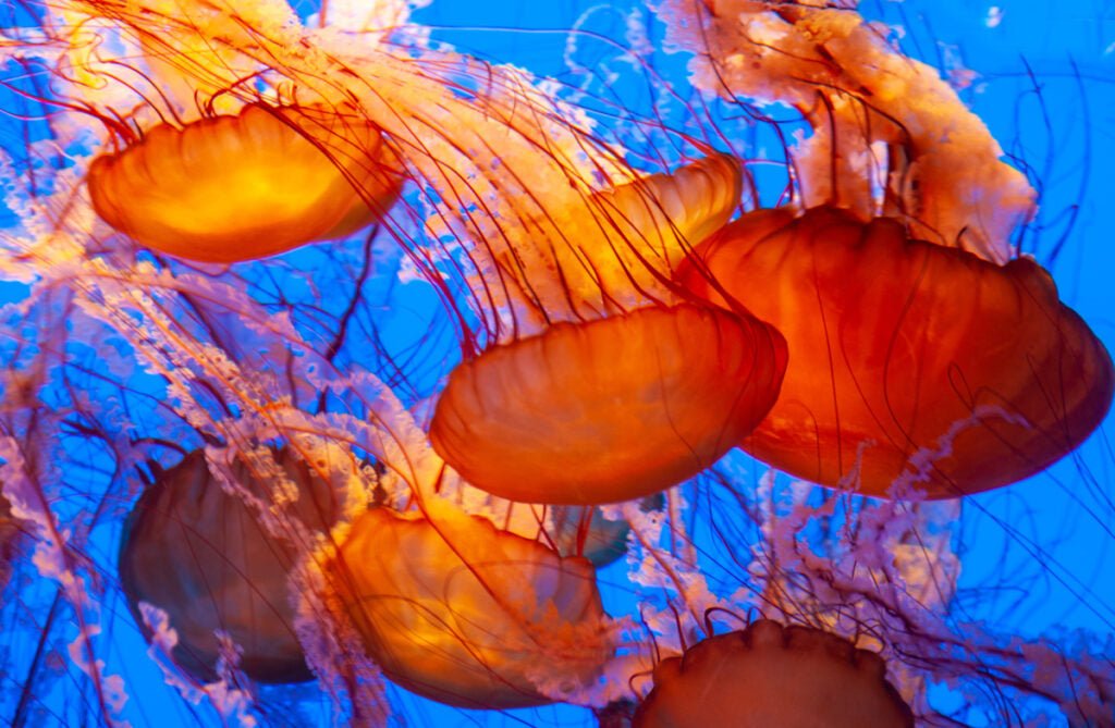 Jellyfish & Our Rings - Minter and Richter Designs