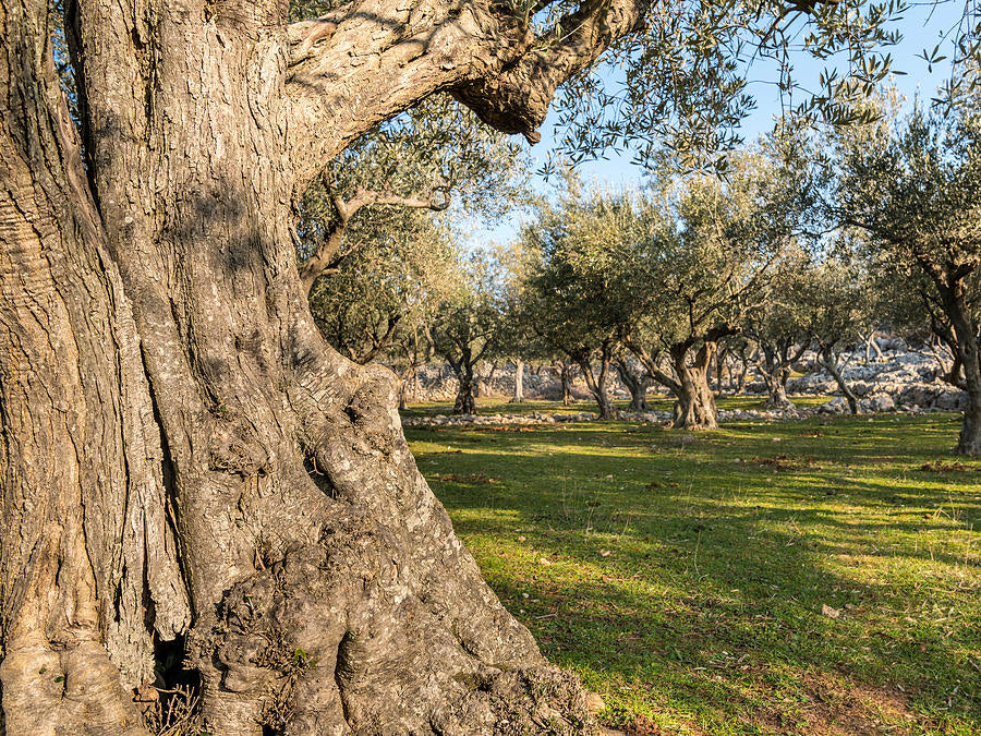 The Ancient Sophistication of Olive Wood