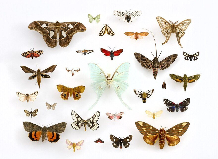 Our Rings & More Moth Wings! - Minter and Richter Designs