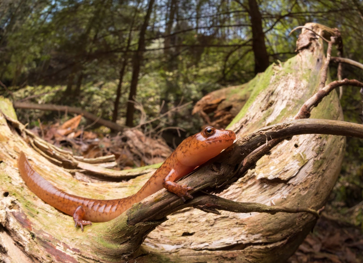 Salamanders of North America & Our Rings - Minter and Richter Designs