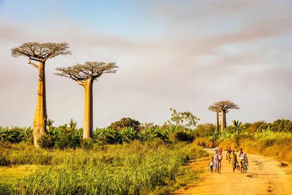Snakes of Madagascar & Our Rings - Minter and Richter Designs