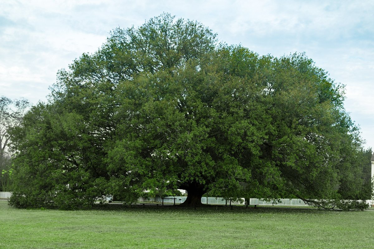 The Compton Oak Tree in Williamsburg, VA - Minter and Richter Designs