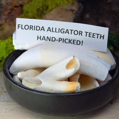 ST. AUGUSTINE PREDATOR | Men's Alligator Teeth, St. Augustine Beach Sand & Titanium Wedding Ring