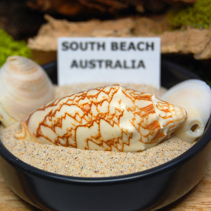 HUNTINGTON AUSSIE BRONZE | Men's Beach Sand, Sea Shells, Bronze & Titanium Wedding Ring