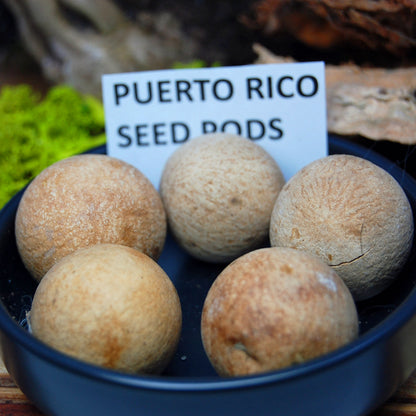 PUERTO RICO SEEDS & SHELLS OFFSET | Sea Shell, Seeds Titanium Men's Wedding Ring