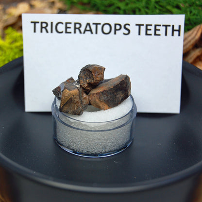 SOUL OF THE CERATOPS | Men's Triceratop Teeth, T-Rex Bone & Oregon Red Lava - Titanium Wedding Ring