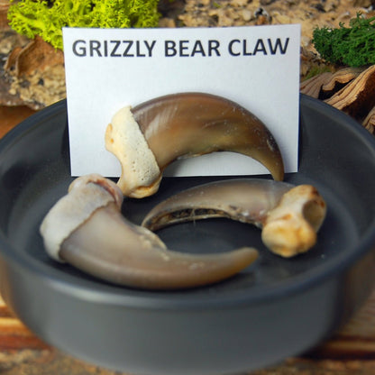 BEAR CLAW WIDE | Men's Blue Box Elder Wood, Bear Claw, Larimar Stone & Titanium Wedding Ring - Minter and Richter Designs
