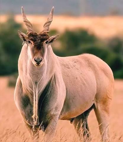 ZULU MPOFU - ELAND | Eland Antelope Horn, Snake Wood & Titanium Wedding Ring