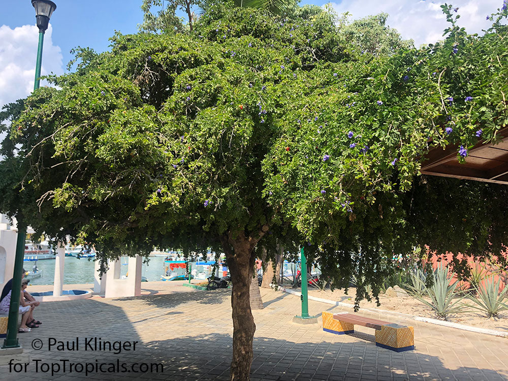 PALO SANTO | Men's Meteorite, Malachite, Lignum Vitae & Titanium Wedding Ring