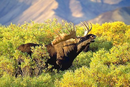 Moose in the Midst | Men's Ironwood, Malachite, Moose Antler & Titanium Wedding Ring - Minter and Richter Designs