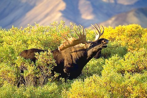 Moose in the Midst | Men's Ironwood, Malachite, Moose Antler & Titanium Wedding Ring - Minter and Richter Designs