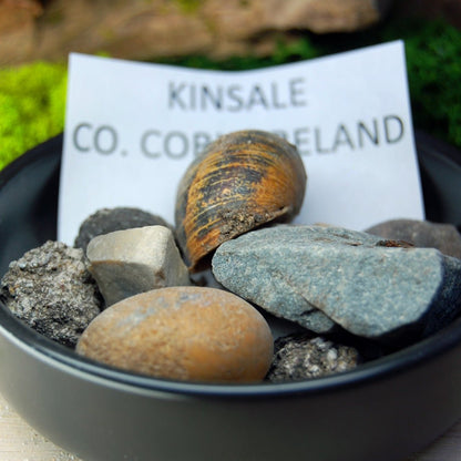 T - REX TAKES PUB IN COUNTY CORK | Men's T - Rex Tooth, Irish Bog Oak, Connemara Marble, County Cork Beach Sand & Titanium Wedding Ring - Minter and Richter Designs