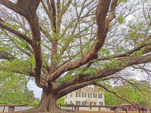 THE COMPTON OAK TREE, WILLIAMSBURG, VA | Men's Compton Oak & Titanium Domed Wedding Ring - Minter and Richter Designs