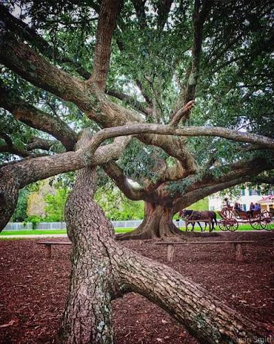 THE COMPTON OAK TREE, WILLIAMSBURG, VA | Men's Compton Oak & Titanium Domed Wedding Ring - Minter and Richter Designs