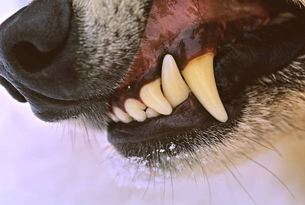 Wolf Prophecy | Men's Wolf Teeth & Beach Sand, Hand Beaten Copper & Titanium Wedding Ring - Minter and Richter Designs